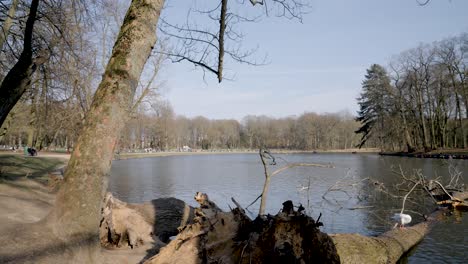 Goose-standing-on-falling-tree-trunk-at-lake-during-beautiful-sunny-day