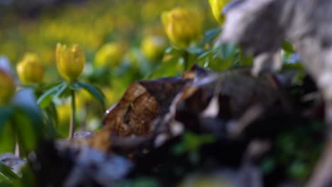 Waldboden-Im-Zeitigen-Frühjahr-Mit-Gelben-Winterlingen-Bedeckt