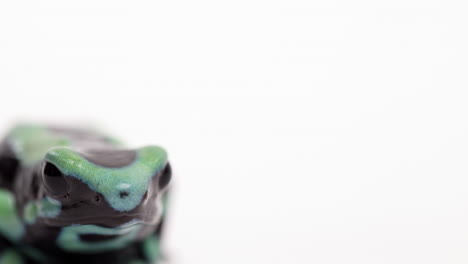 Poisonous-dart-frog---extreme-close-up-on-face-isolated-against-white-background---copy-space-right