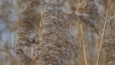 Dry-long-cane-grass-gently-moves-in-the-wind