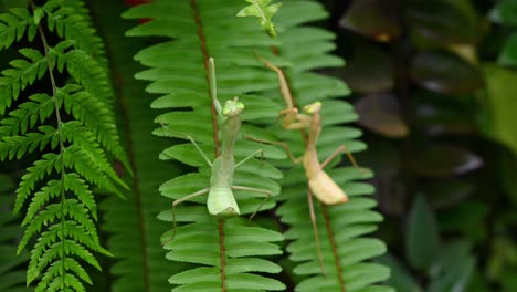 Praying-Mantis,-Rhombodera-megaera,-Thailand
