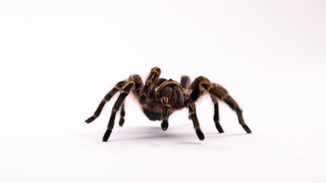 Tarantula-spider-quickly-walks-towards-camera---isolated-on-white-background---close-up