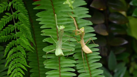 Praying-Mantis,-Rhombodera-megaera,-Thailand