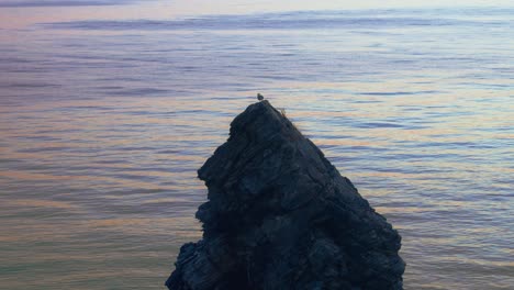 Seagull-on-a-rock-near-the-sea
