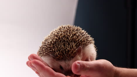 Hedgehog-curled-up-in-mans-hands---extremely-cute-animal---close-up