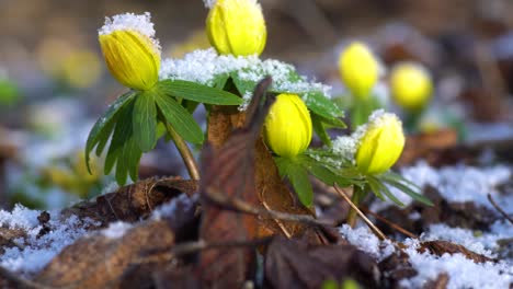 Winter-aconites,-one-of-the-earliest-blooming-flowers,-covering-forest-floor-in-late-winter-and-early-spring,-showing-their-yellow-beauty-even-through-snow