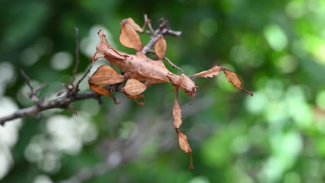 Giant-Prickly-Stick-Insect,-Extatosoma-tiaratum,-motionless-then-moves-a-little-making-pulses,-moves-its-entire-body-to-reposition-facing-the-camera,-light-and-forest-green-bokeh-at-the-background