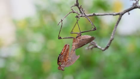 Dead-Leaf-Mantis,-Deroplatys-desiccata