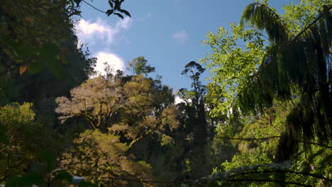 Wunderschöner-Dschungelschuss,-Der-Eine-Erstaunliche-Flora-Mit-Artenpflanzen-Und-Bäumen-Gegen-Blauen-Himmel-Und-Sonnenlicht-Zeigt