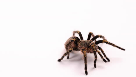 Tarantula-spider-walks-towards-camera---isolated-on-white-background