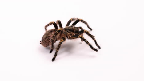 Tarantula-spider-walks-in-loop-on-white-background-showing-face-and-back