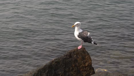 White-seagull-bird-sitting-on-rocky-ocean-harbor-shore-looking-out-at-the-water-scavenging-for-food---close-up-in-4K