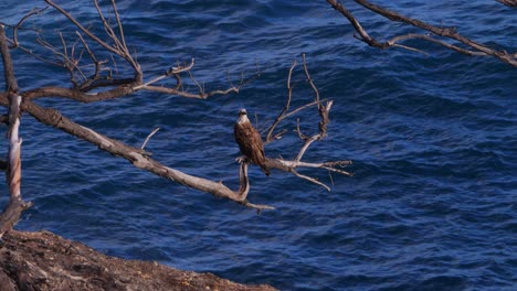 Red-backed-Sea-eagle-Perching-On-Dry-Tree-Branch-Near-The-Beach-In-North-Stradbroke-Island,-Queensland,-Australia---wide-shot