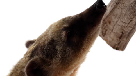 Coati-uses-long-nose-to-sniff-at-tree-branch-isolated-on-white-background---close-up
