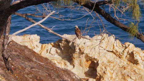 Brahminy-Kite-Bird-Sitzt-Auf-Dem-Ast-Eines-Baumes-Am-Felsigen-Ufer-In-South-Gorge-Beach,-North-Stradbroke-Island,-Queensland,-Australien-An-Einem-Sonnigen-Tag---Weitschuss