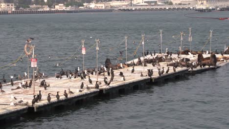 Sea-lions-and-pelicans-sun-bathing-and-resting-on-a-dock-in-the-middle-of-the-San-Diego-harbor-with-birds-and-gulls-fly-around