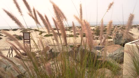 Feather-reed-grass-grass-breezing-and-moving-around-in-the-windy-ocean-breeze-by-sand-dunes-on-the-coast-of-San-Diego,-California
