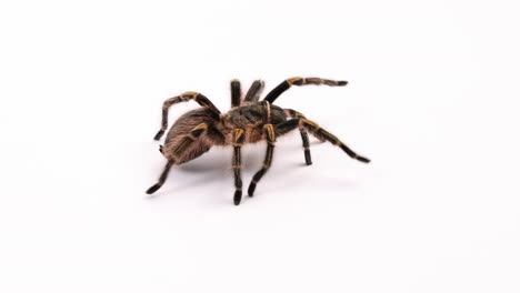 Tarantula-spider-walks-around-isolated-against-white-background---wide-shot