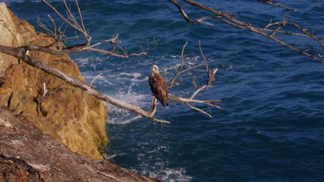 Brahminy-Kite-Bird-Barsch-Auf-Trockenem-Zweig-Eines-Baumes-Mit-Meereswellen-Im-Hintergrund---Rotrücken-seeadler-In-Point-Lookout,-North-Stradbroke-Island,-Qld,-Australien