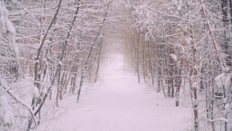 Path-in-the-middle-of-a-very-snowy-forest-in-the-Netherlands,-wide-shot