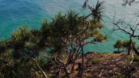 Screwpine-Tree---Pandanus-Tectorius-Growing-On-Cliffs-Of-North-Gorge-Walk-With-Blue-Sea-In-Background---South-Gorge-Beach,-Point-Lookout,-Australia