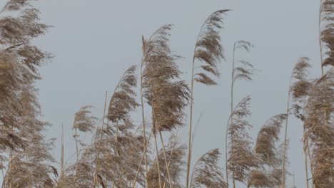 Dry-long-cane-grass-gently-moves-in-the-wind