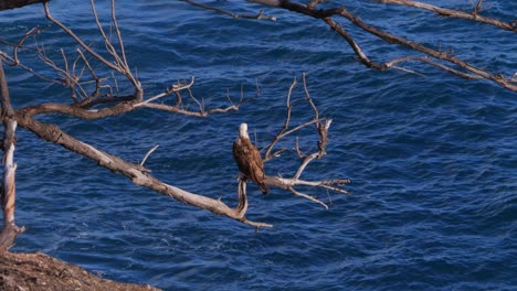 View-Of-Perching-Brahminy-Kite-Bird-On-Dry-Twigs-Near-Wavy-Ocean-Water-In-South-Gorge-Beach,-North-Stradbroke-Island,-Queensland,-Australia---wide-shot
