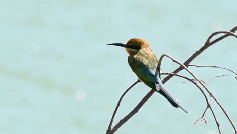 Blue-tailed-Bee-eater,-Merops-philippinus,-Pak-Pli,-Nakhon-Nayok,-Thailand