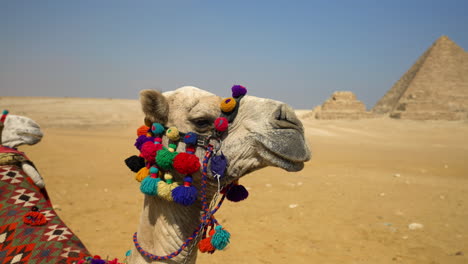 Camel-With-Great-Pyramid-Of-Giza-Blurred-In-The-Background-Near-Cairo,-Egypt---close-up