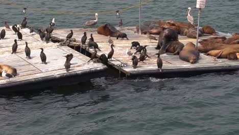 Sea-lions,-pelicans-and-seagulls-sun-bathing-and-resting-on-a-dock-in-the-middle-of-the-San-Diego-harbor