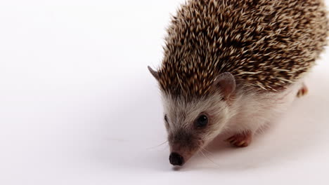 Hedgehog-walks-towards-camera---isolated-on-white-background---extreme-close-up-on-face
