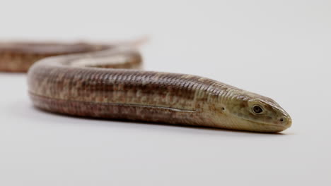 European-glass-legless-lizard---close-up-on-face-against-white-background---breathing