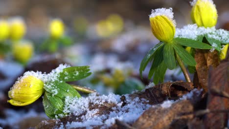 Winterlinge,-Kurzlebige-Frühlingspflanzen,-Die-Im-Späten-Winter-Oder-Frühen-Frühling-Blühen,-Wenn-Das-Sonnenlicht-Den-Waldboden-Erreicht,-Selbst-Wenn-Noch-Schnee-Liegt