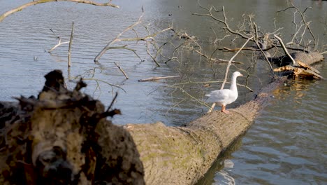 Goose-standing-on-top-of-a-fallen-tree-trunk-on-a-river,-static-wide-shot