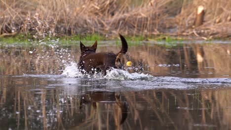 Brown-dog-trotting-through-the-water-looking-for-her-ball,-and-taking-it-when-she-finds-it