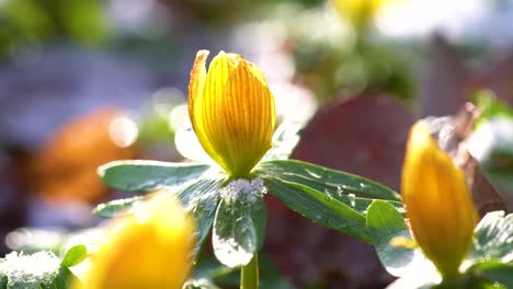 Gelbe-Winterakonitblume,-Die-Stolz-In-Der-Morgensonne-Steht,-Mit-Ein-Wenig-Schnee-Auf-Ihren-Hochblättern