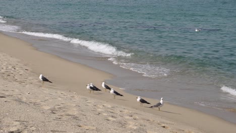 Breaking-Waves-With-Black-tailed-Gull-Birds-Standing-On-The-white-sand-Shore-In-Gangneung,-South-Korea---static,-middle-shot