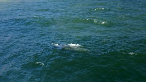 4K-Luftaufnahmen-Von-Buckelwalen-Von-Point-Dume-Vor-Der-Küste-Von-Malibu,-Kalifornien,-USA