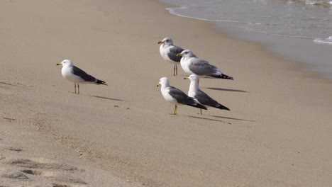 Black-tailed-Gull-Birds-Standing-On-The-Shore-when-Breaking-Waves-rolling-over-the-white-sand-beach-In-Gangneung,-South-Korea---static,-close-up