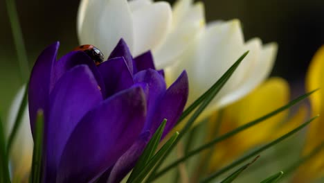 Violet-garden-crocus-with-a-ladybug,-still-sleepy-in-cold-spring-weather
