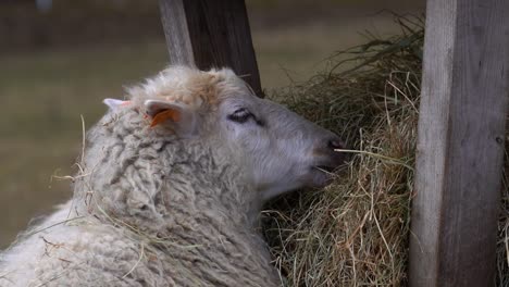 Close-up-of-a-head-of-a-sheep-calmly-chewing-hay-from-a-feeder