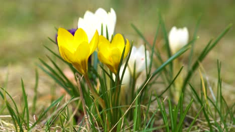 Clump-of-colorful-crocuses-flowering-between-the-grass