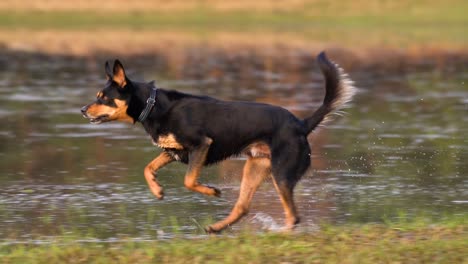 Schwarzer-Und-Brauner-Hund,-Der-Durch-Eine-Durchnässte-Wiese-Läuft-Und-Wasser-Herumspritzt