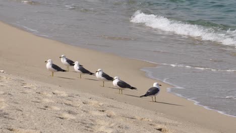 Breaking-Waves-With-Black-tailed-Gull-Birds-Standing-On-The-Shore-In-Gangneung,-South-Korea---static,-close-up