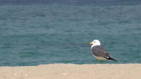Two-Black-tailed-Gull-Birds-Standing-On-The-Shore-Of-The-Beach-In-Gangneung-on-sea-background-,-South-Korea---close-up