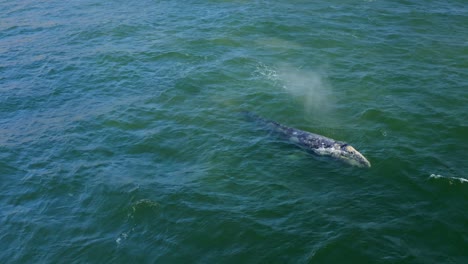 Aerial-4K-footage-of-humpback-whales-by-Point-Dume-off-the-coast-of-Malibu,-California,-USA