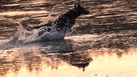 Dog-rushing-through-water-colored-by-setting-sun-to-catch-a-ball
