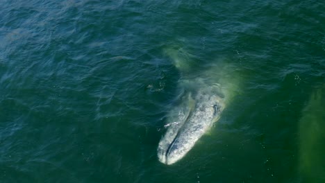 Aerial-4K-footage-of-humpback-whales-by-Point-Dume-off-the-coast-of-Malibu,-California,-USA