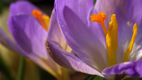 Macro-view-of-crocus-flower-and-its-reproductive-structures:-stigma-and-three-anthers