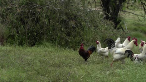 On-natural-open-farm-wildlife-chickens-and-roosters-on-grassland